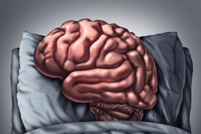 During sleep the brain release hormones
