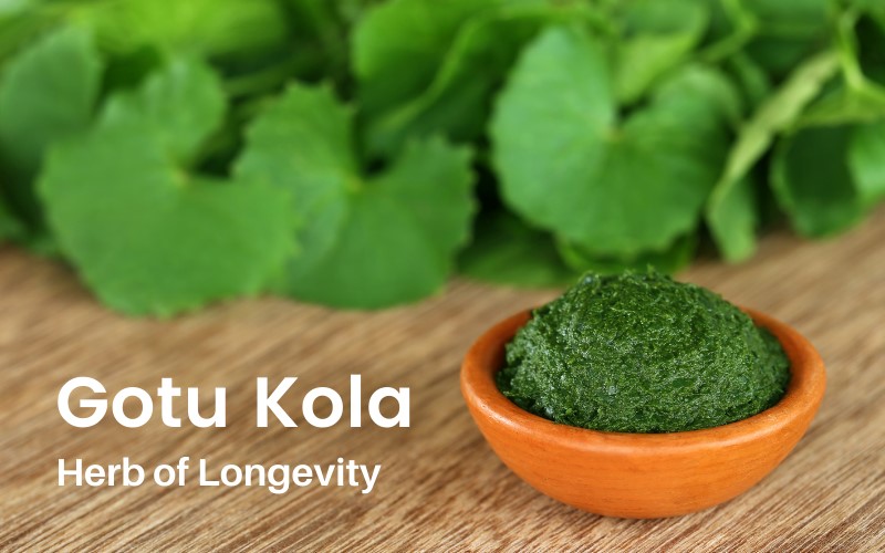 Gotu Kola- The Herb of Longevity