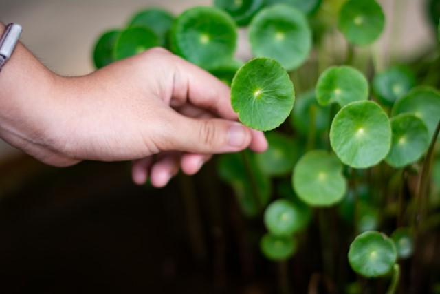  Gotu Kola, also called herb of longevity, is used to support the brain, nervous system, and memory. 