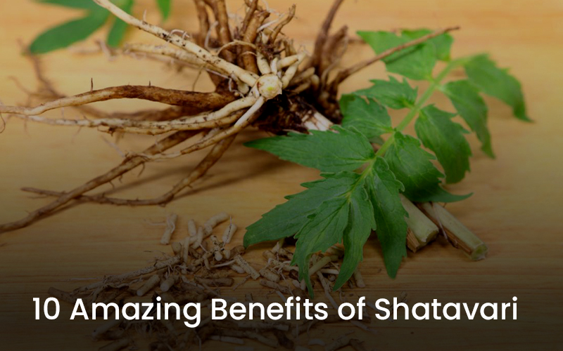10 Amazing Benefits of Shatavari and How It Is Used