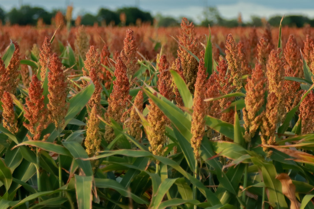 Sorghum” widely refers to a group of 25 plant species that belong to the grass family of Poaceae